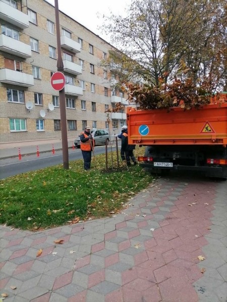 Власти Бреста просят жителей города не заниматься озеленением самовольно Власти Бреста просят жителей города не заниматься озеленением самовольно
