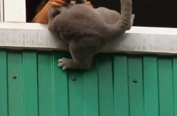 В Беларуси вынесли приговор мужчине, который выбросил кошку с 10-го этажа
