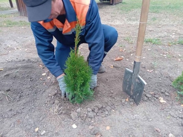 Власти Бреста просят жителей города не заниматься озеленением самовольно Власти Бреста просят жителей города не заниматься озеленением самовольно