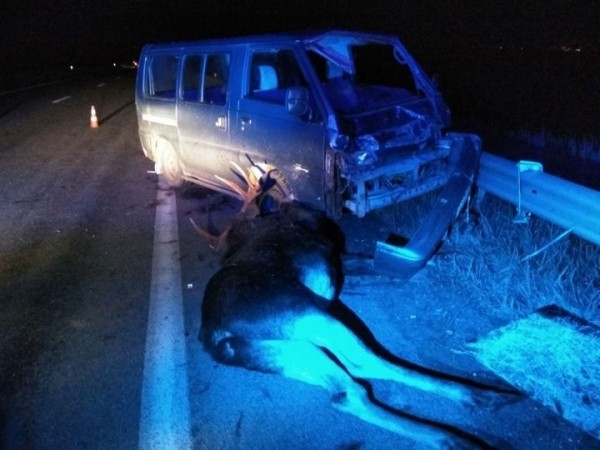В свой день рождения женщина попала в ДТП с лосем В свой день рождения женщина попала в ДТП с лосем