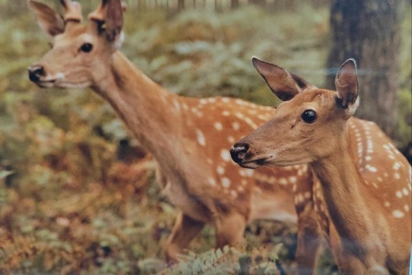 Эльфы и олени — кого только не увидишь в Кобринском лесхозе