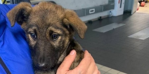 Щенок проделал путь на автовозе из Казахстана в Беларусь