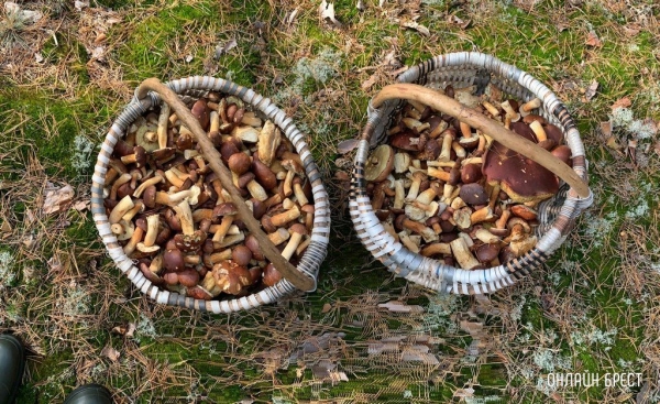 
                Читатель: Наш грибной «улов». Собрано под Брестом
            