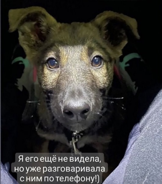 Щенок проделал путь на автовозе из Казахстана в Беларусь