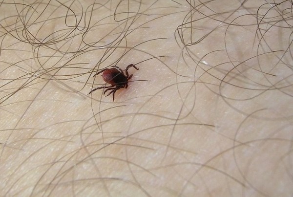 Где в Брестской области больше всего шансов заразиться клещевым энцефалитом?