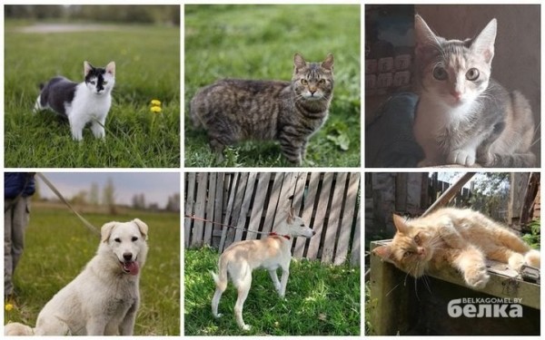 Больная раком волонтер из Гомеля ищет хозяев для 30 своих домашних питомцев Больная раком волонтер из Гомеля ищет хозяев для 30 своих домашних питомцев