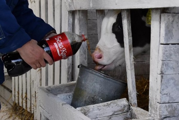 В Брестской области построят 10 новых молочно-товарных ферм