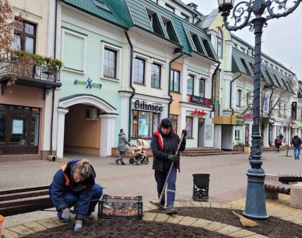 В Бресте специалисты «Коммунальника» высадят 35 тысяч тюльпанов различных сортов В Бресте специалисты «Коммунальника» высадят 35 тысяч тюльпанов различных сортов