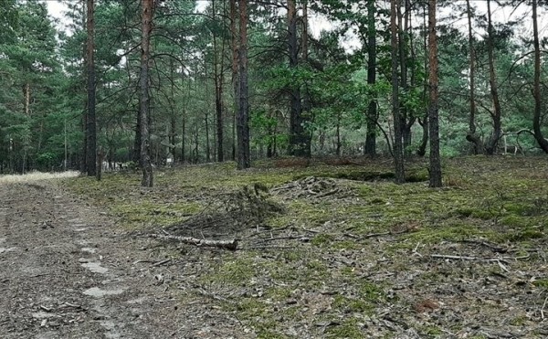 Неизвестное ранее место расстрела мирных жителей в годы ВОВ установили в Ивацевичском районе Неизвестное ранее место расстрела мирных жителей в годы ВОВ установили в Ивацевичском районе