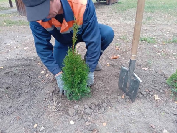 Более 7,5 тыс. деревьев и кустарников высадили за месяц в Бресте Более 7,5 тыс. деревьев и кустарников высадили за месяц в Бресте