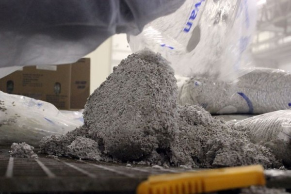 Комплекс по выращиванию грибниц в Кобринском районе замещает импорт и закрывает более половины потребностей внутреннего рынка