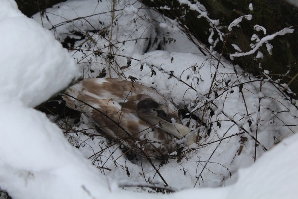 В Беларуси спасли лебедя. Подробности случая