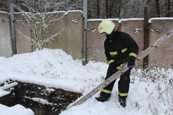 В Беларуси спасли лебедя. Подробности случая