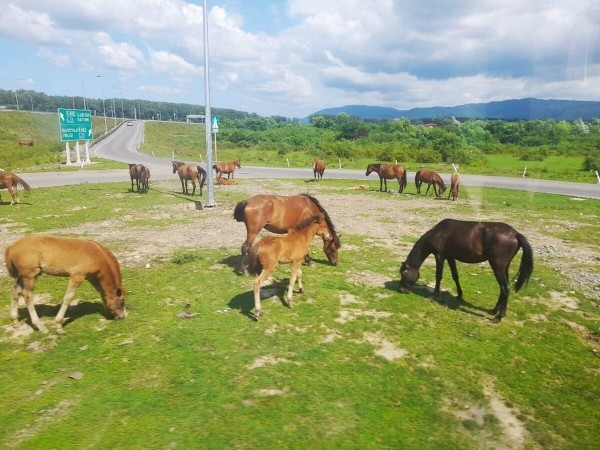 «Грузины заступались на дороге!» Пинчанин о путешествии в Грузию на Honda Сivic «Грузины заступались на дороге!» Пинчанин о путешествии в Грузию на Honda Сivic