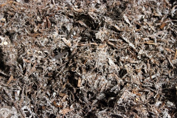 Комплекс по выращиванию грибниц в Кобринском районе замещает импорт и закрывает более половины потребностей внутреннего рынка