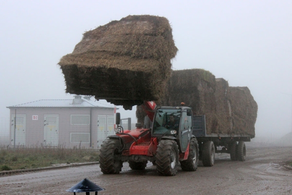 Комплекс по выращиванию грибниц в Кобринском районе замещает импорт и закрывает более половины потребностей внутреннего рынка