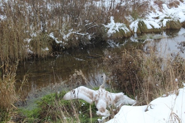 В Беларуси спасли лебедя. Подробности случая
