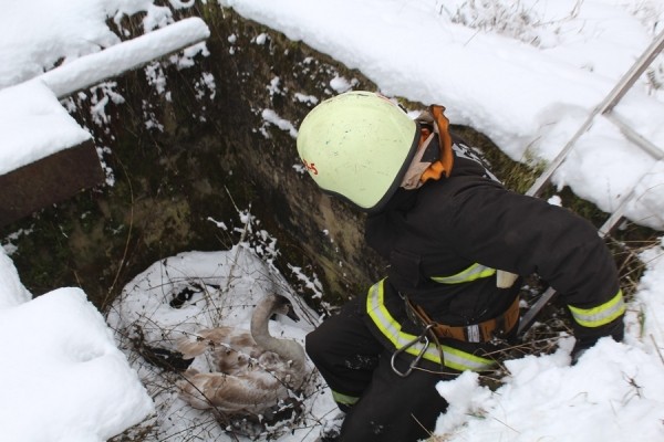 В Беларуси спасли лебедя. Подробности случая