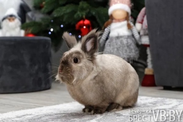 Самый «козырный» Тузик. Талисманом Бреста стал львиноголовый голландец. Знакомимся поближе!