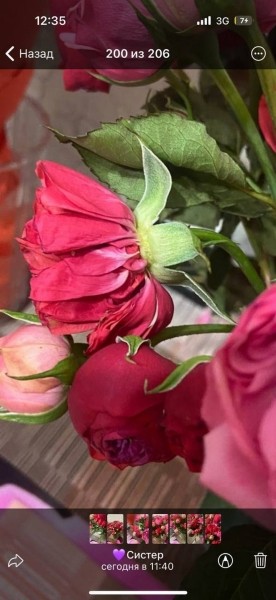 «Вялые и засохшие цветы — это норма?» Разбираемся, можно ли вернуть деньги за плохой букет