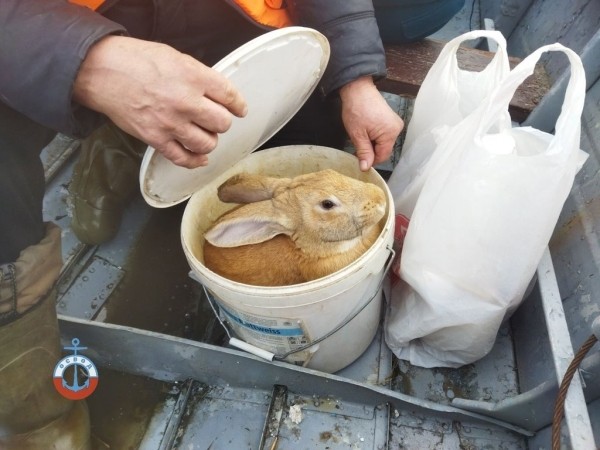 В Гомельской области из-за паводка организовали переправу людей и животных