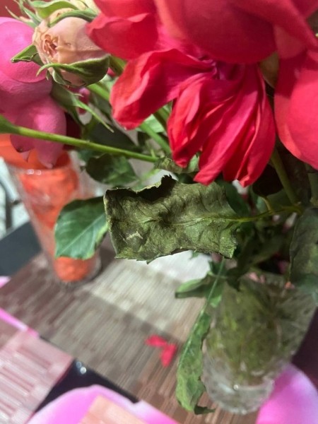 «Вялые и засохшие цветы — это норма?» Разбираемся, можно ли вернуть деньги за плохой букет