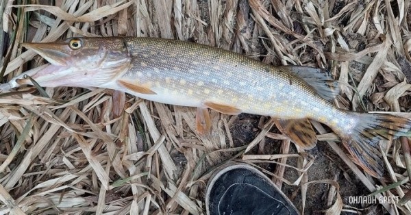 Запрет на лов щуки начнет действовать 1 марта Запрет на лов щуки начнет действовать 1 марта