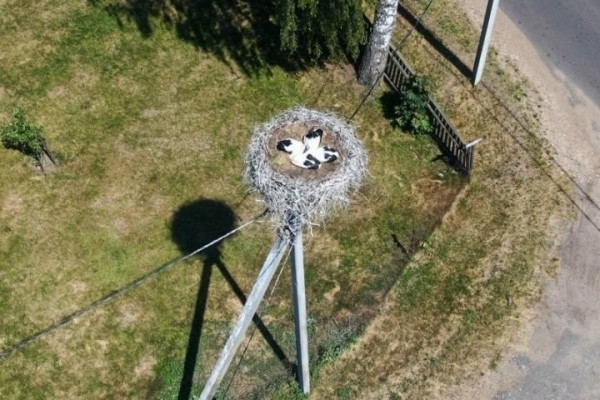 Уничтожение гнезд птиц в Беларуси запрещено с 16 февраля по 14 августа Уничтожение гнезд птиц в Беларуси запрещено с 16 февраля по 14 августа