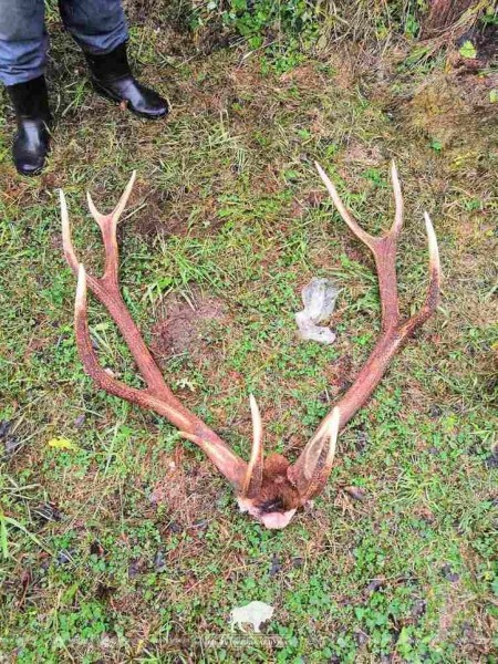 Белорус спилил рога у павшего оленя в Беловежской пуще