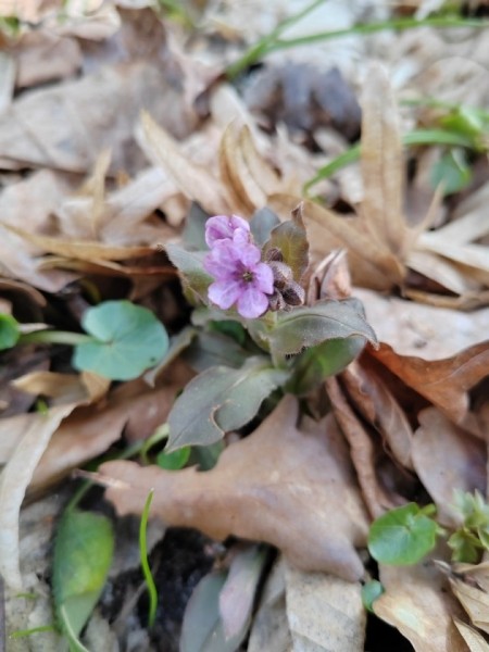 В Беловежской пуще распустились первоцветы