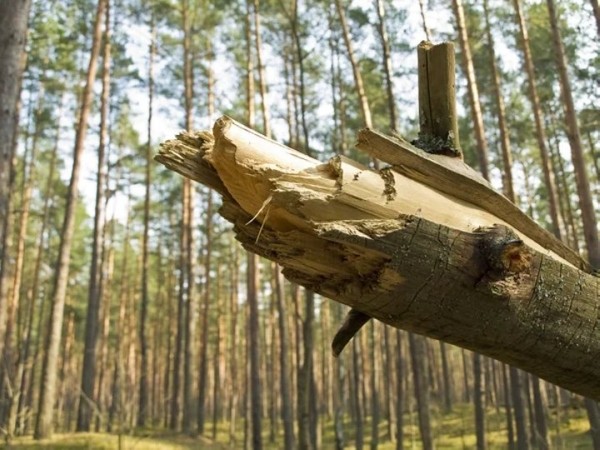 Помогал в заготовке дров. В Беларуси мужчину насмерть придавило сосной