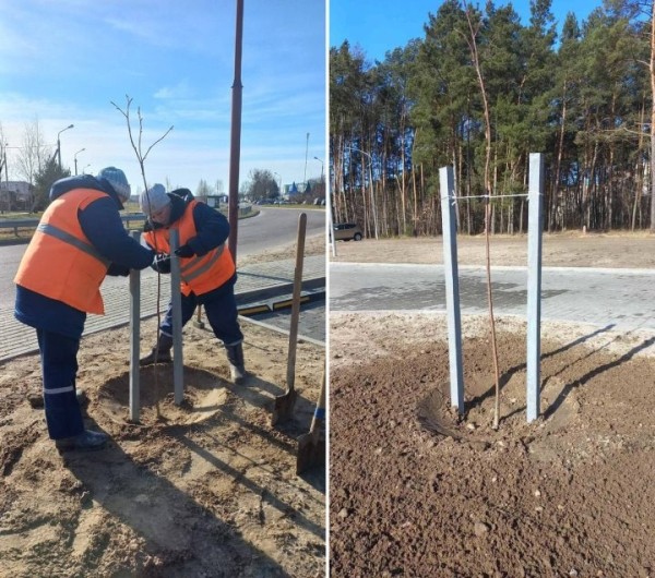 Более 5,5 тыс. деревьев и кустарников высадят весной в Бресте Более 5,5 тыс. деревьев и кустарников высадят весной в Бресте