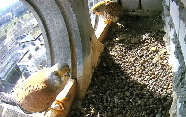 Любовь и жилищные склоки. В Бресте начался новый сезон трансляций из соколиных гнезд Любовь и жилищные склоки. В Бресте начался новый сезон трансляций из соколиных гнезд