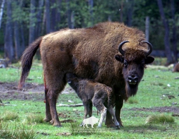 Документ 1783 года. Сколько зубров насчитали в Беловежской пуще 240 лет назад