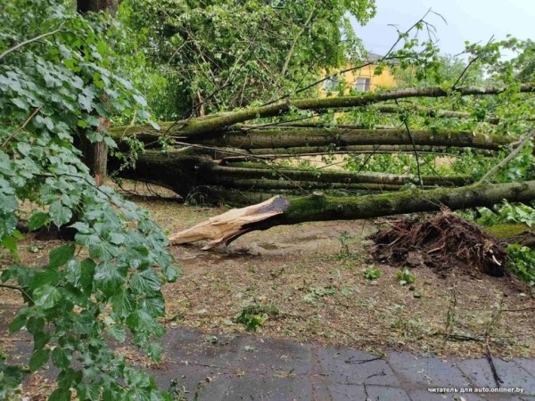 «Сосед разбудил, сказал: выходи». Во дворе дерево рухнуло на Tesla «Сосед разбудил, сказал: выходи». Во дворе дерево рухнуло на Tesla