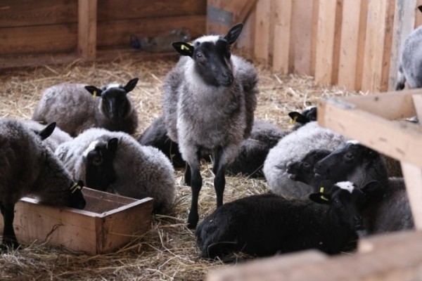 Редкий опыт. Студотрядовцам в Ляховичском районе предложили работу на овцеферме