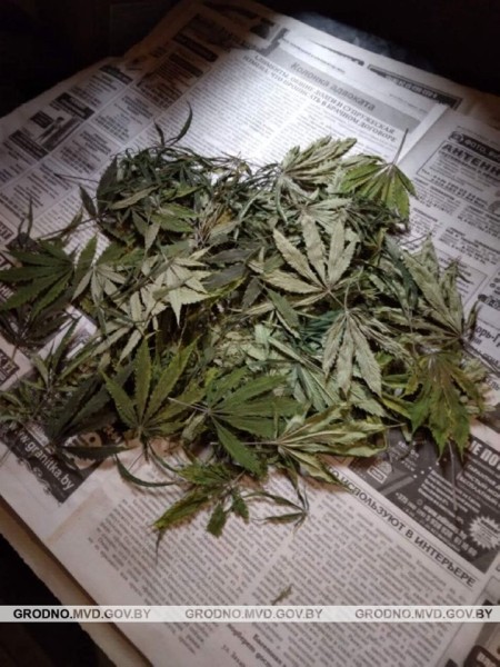 Белорус арендовал гараж, чтобы заниматься покраской автомобилей. А с тыльной стороны выращивал марихуану Белорус арендовал гараж, чтобы заниматься покраской автомобилей. А с тыльной стороны выращивал марихуану