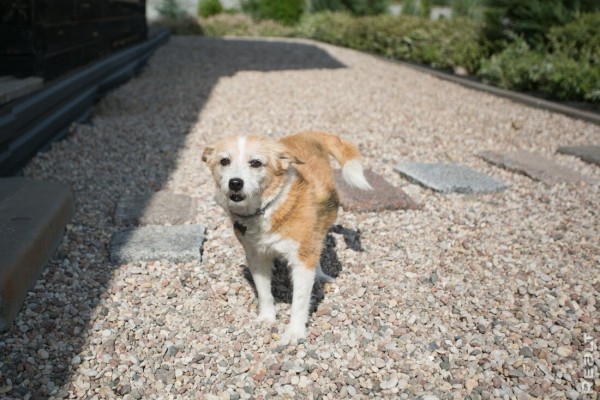 «Хочешь дешевле — сделай сам». Ландшафтный дизайнер показала свой стильный дом под Минском