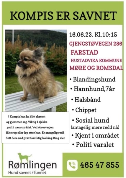 Бросил все и укатил в отпуск? Пса искали по всей Норвегии, а он оказался в Италии