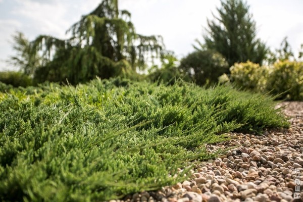 «Хочешь дешевле — сделай сам». Ландшафтный дизайнер показала свой стильный дом под Минском