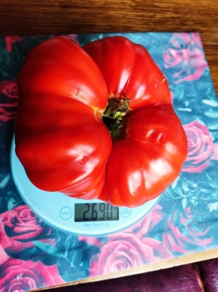 Помидор весом в килограмм! И это не предел − белорусы хвастаются гигантскими дарами лета