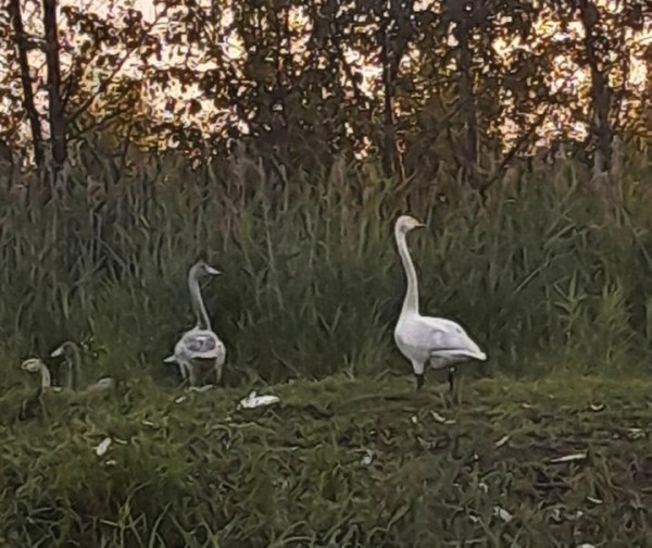 На Брестчине замечен самый мелкий из представителей рода лебедей
