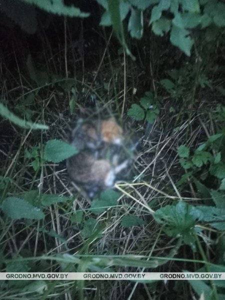 В Волковысском районе мужчина убил собаку на глазах у детей