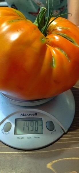 Помидор весом в килограмм! И это не предел − белорусы хвастаются гигантскими дарами лета