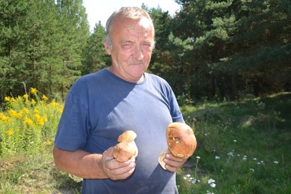 В лес на заработки. Сколько денег можно получить за сбор грибов и ягод В лес на заработки. Сколько денег можно получить за сбор грибов и ягод