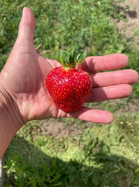 Помидор весом в килограмм! И это не предел − белорусы хвастаются гигантскими дарами лета