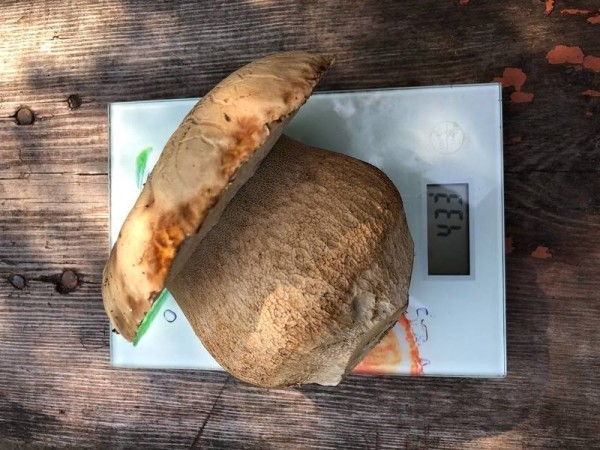 Помидор весом в килограмм! И это не предел − белорусы хвастаются гигантскими дарами лета