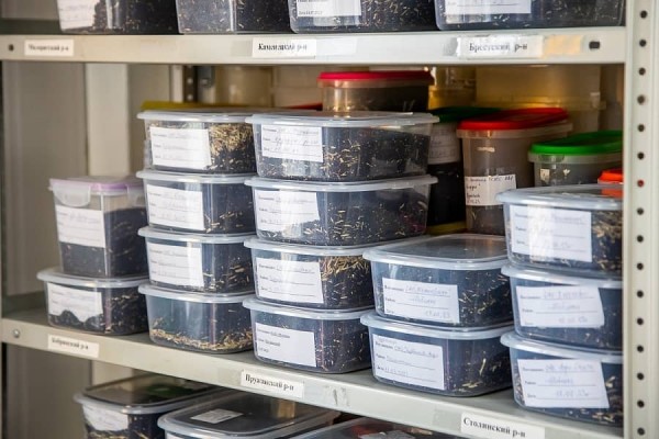 От семян до бутылки. Посмотрели, как на Брестчине делают масло из рапса От семян до бутылки. Посмотрели, как на Брестчине делают масло из рапса