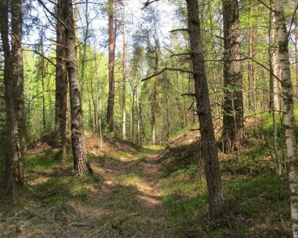 В Барановичах осудили лесничего, который скрывал, что на его участке не удобряли лес В Барановичах осудили лесничего, который скрывал, что на его участке не удобряли лес