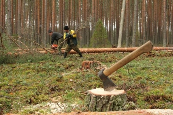 В какие страны продают белорусский лес